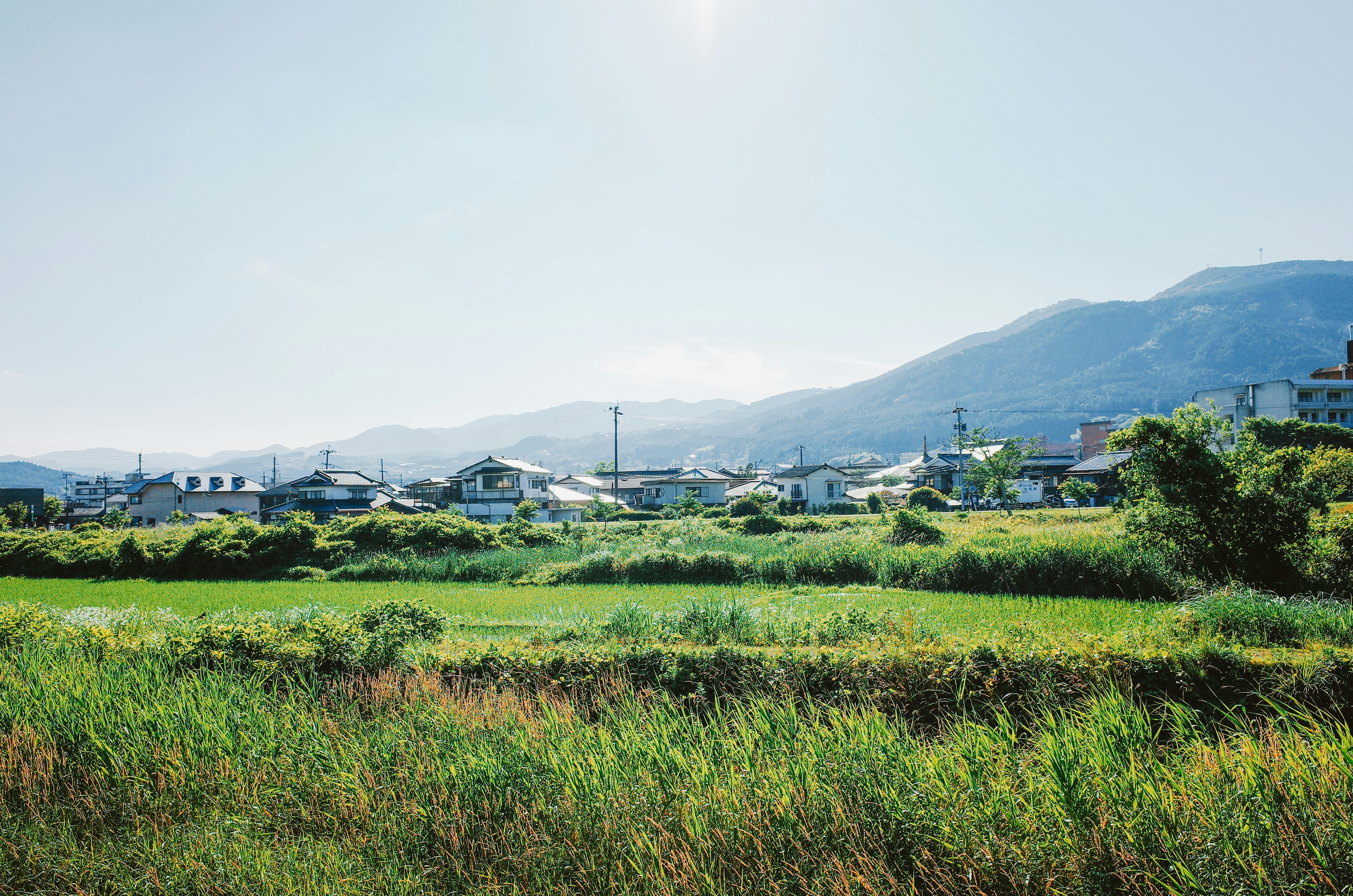 논 그림(Tanbo Art)의 픽셀 공학: 벼로 그리는 거대 원근법의 비밀